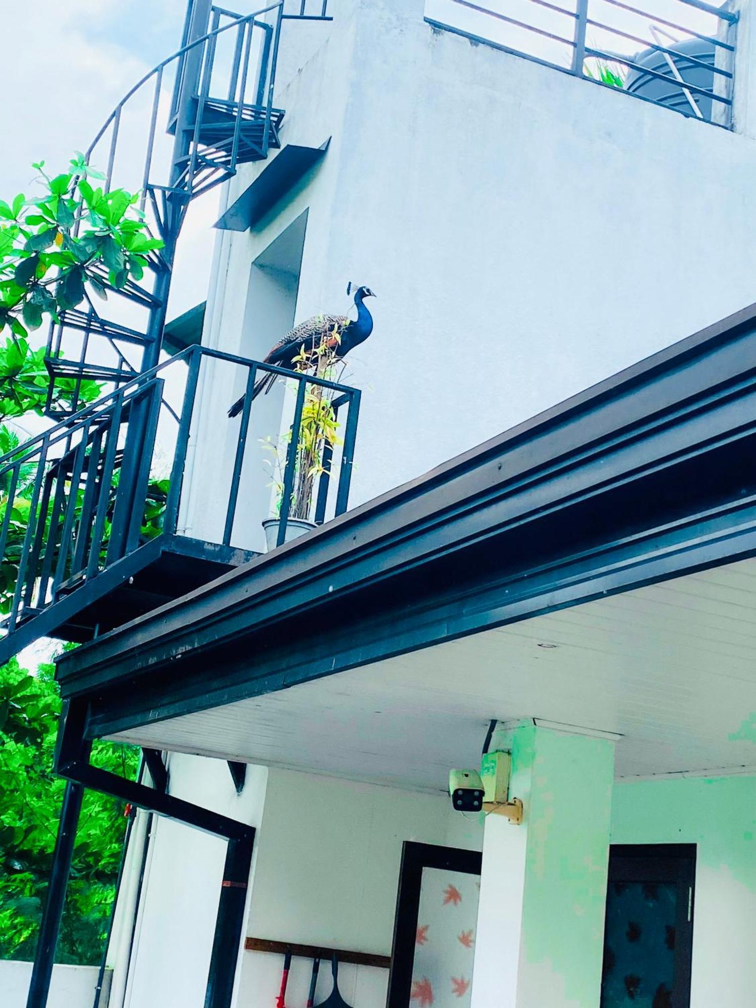 Premium Cottages B&B Kurunegala Kültér fotó